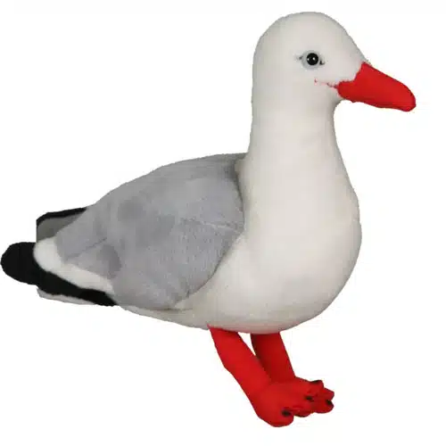 Red Billed Gull